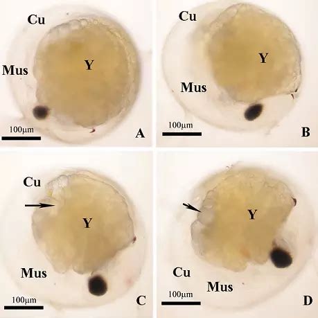 Effect of Estradiol-17ß on Embryonic Tolerance, Growth, and Muscular ...