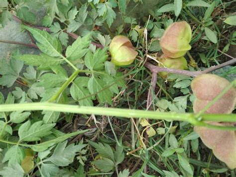 National Innovation Foundation-India