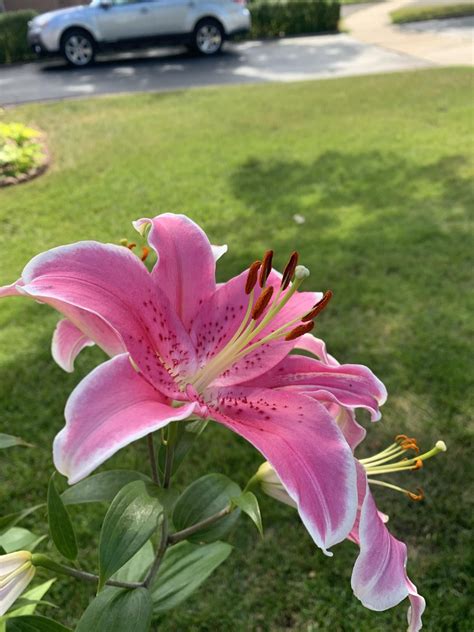Where are the seeds of this lily that I can take and grow in the ...