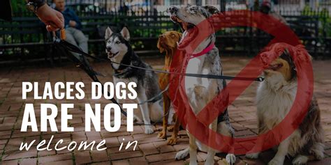 12 Pet-Unfriendly Places That Do Not Allow Dogs In