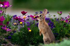 Image result for Spring Flower and Bunny