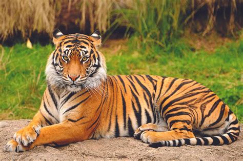 23 Animals with Striped Tails - A-Z Animals
