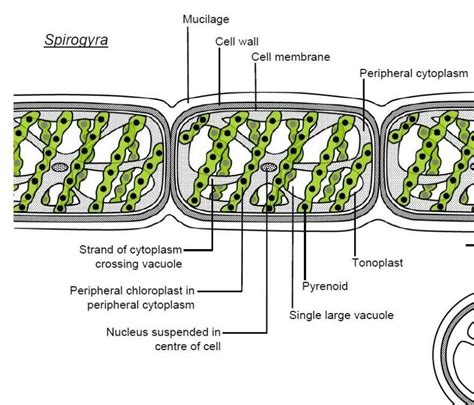 Define spirogyra and explain it with a neat lablled diagram - Brainly.in