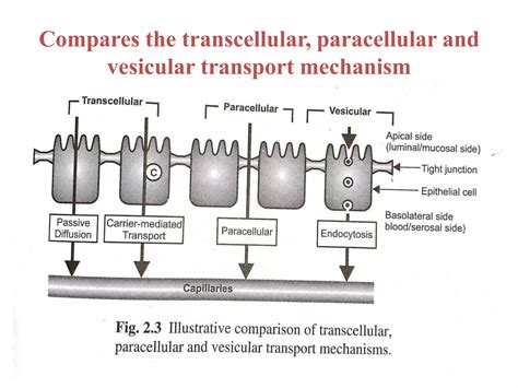 Mechanism of drug absorption | PPTX