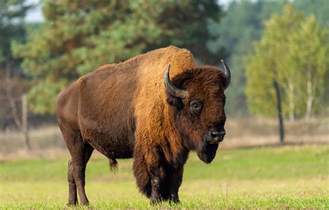 Top 10 Animals and Wildlife in North Dakota - Animals Around The Globe