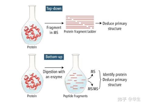 蛋白质组学研究的三大支撑技术 | 蛋白专题 - 知乎