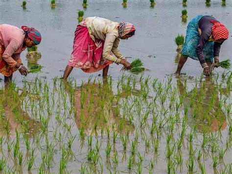 Tn Crop Insurance,பயிர் காப்பீடு: விவசாயிகளுக்கு தமிழக அரசு முக்கிய ...