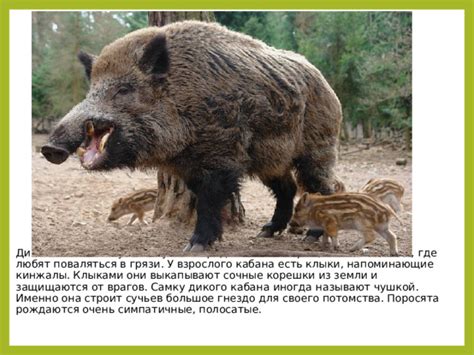 Презентация "Дикие животные"
