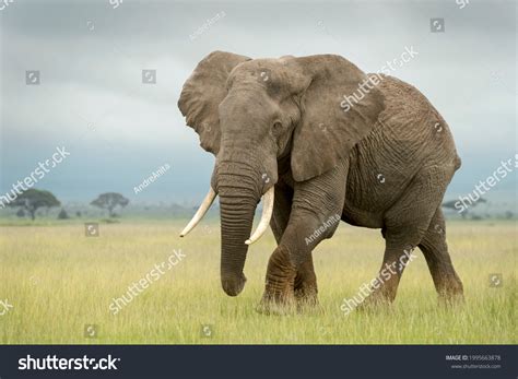 Image result for Dog Using Mouse Computer