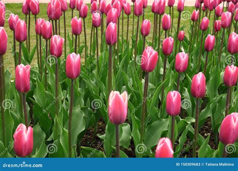 Spring Blooming Pink Tulips View. Tulips in Spring Blooming Garden ...