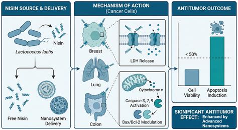 Enhancing the Antitumor Efficacy of Nisin Through Advanced Nanosystems ...