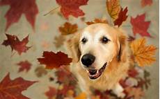 Fall Backgrounds Dogs by Fall Wallpaper With Dogs Wallpapersafari Fall Backgrounds Dogs