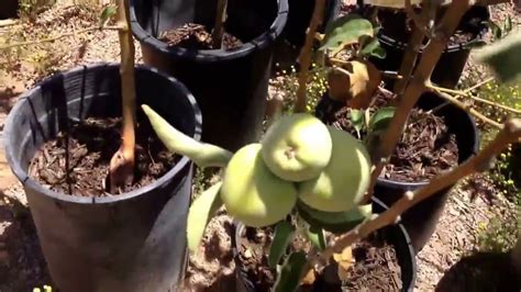 Rare Tropical Fruit Trees 的图像结果