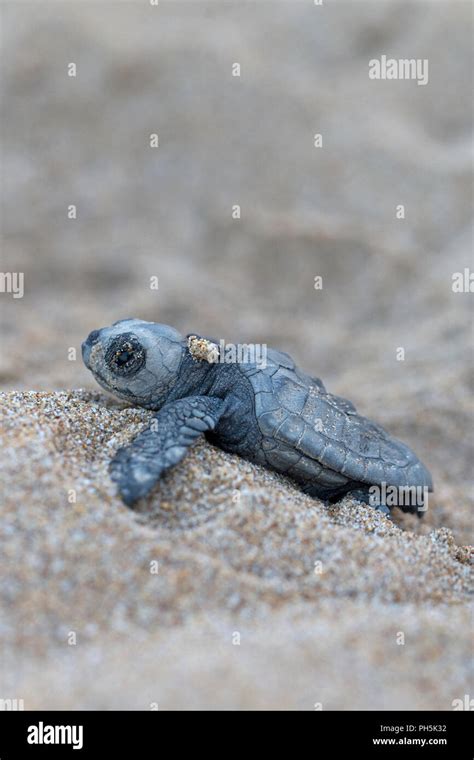Loggerhead Sea Turtle Hatchlings 的图像结果