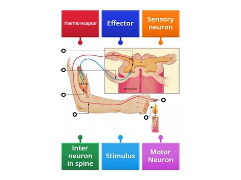 Image result for Reflex Arc Example