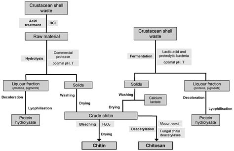 Chondroitin Sulfate, Hyaluronic Acid and Chitin/Chitosan Production ...