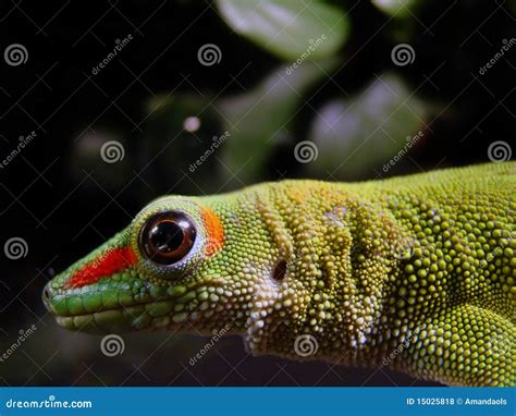 Madagascar giant day gecko stock photo. Image of calm - 15025818