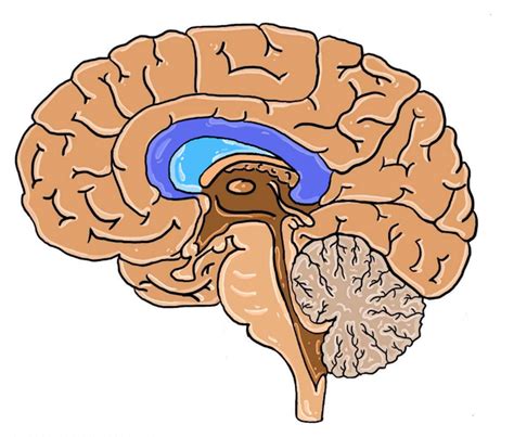 Corpus Callosum Agenesis: An Insight into the Etiology and Spectrum of ...