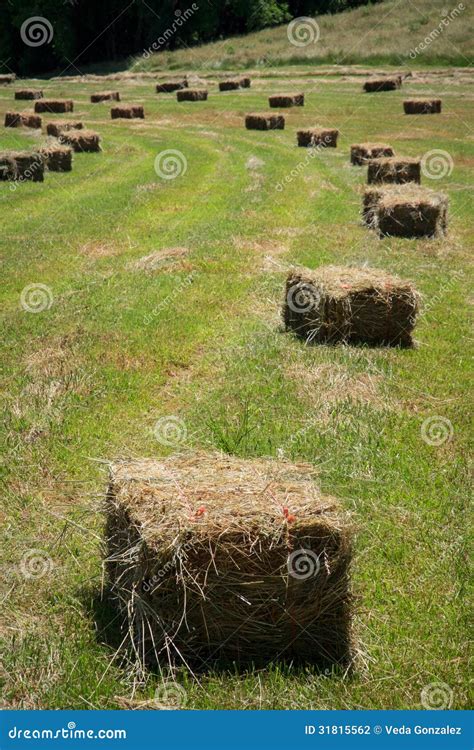 Baling Square Hay Bales