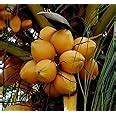 Hybrid Red Coconut Rare Kerala Tree Plant Original Variety : Amazon.in ...