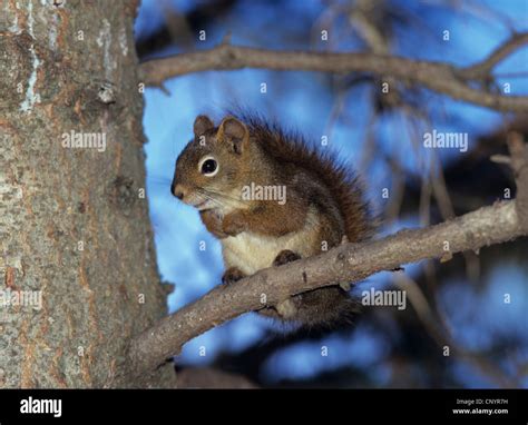 eastern red squirrel, red squirrel (Tamiasciurus hudsonicus), sitting ...