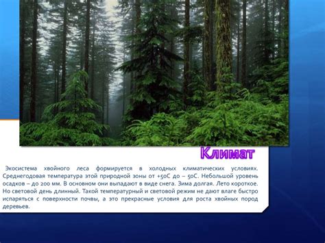 Описание экосистемы лес