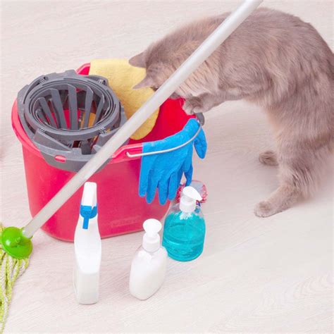 5 Ways to Choose the Best Pet Flooring and Care for It