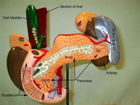 Image result for Liver Models Labeled