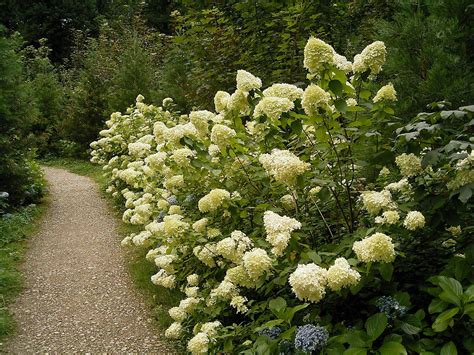 50 PEE GEE HYDRANGEA Paniculata Peegee Panicle White Pink Flower Shrub ...