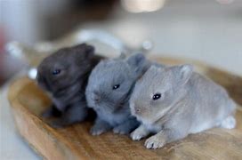 Image result for Cute Baby Rabbits Newborn