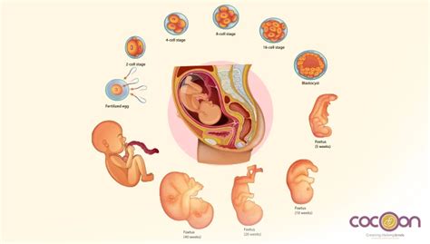 Fetal Weight Chart: Week-by-Week Pregnancy Growth Guide | Cocoon