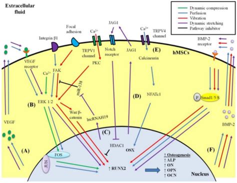Recent Advances in Mechanically Loaded Human Mesenchymal Stem Cells for ...