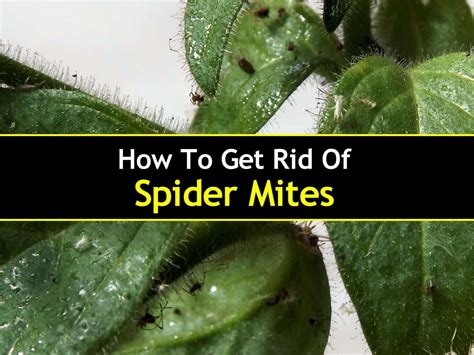 How to Kill Spider Mites 的图像结果