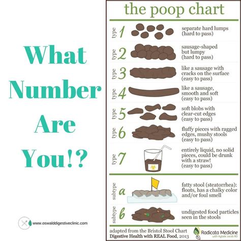 Healthy Human Poop Chart