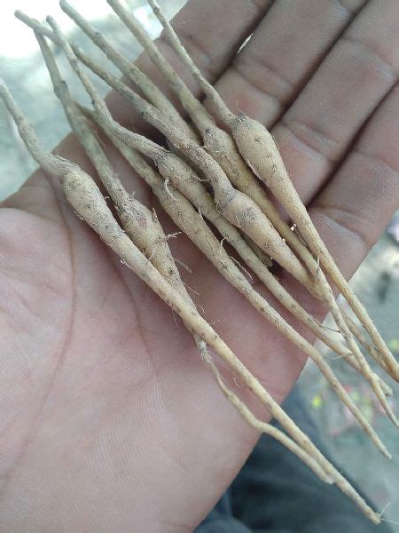 Teak Root Shoot Manufacturer, Supplier from Indore