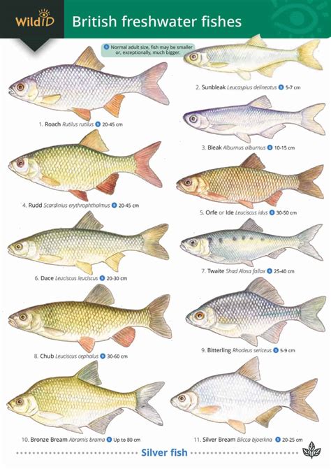 Types Of Fishing Uk at Indiana Schneider blog