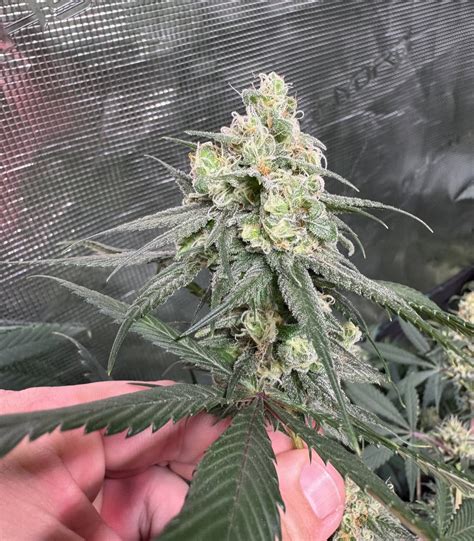 Santa Cruz Goat Farm