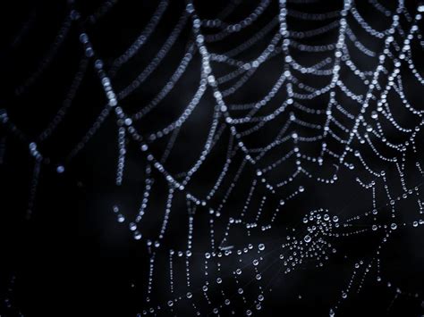 Download wallpaper 800x600 cobweb, drops, dark pocket pc, pda hd background