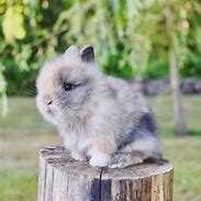 Image result for Lionhead Baby Bunnies