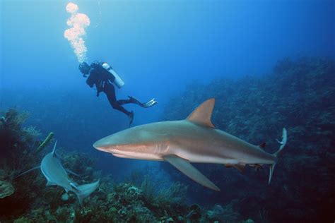 Caribbean Reef Shark