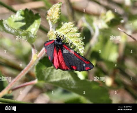 Detailed macro of a Cinnabar Moth (Tyria jacobaeae) with wings spread ...