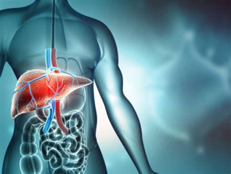 Fatty liver: 5 factors that increase the risk of developing fatty liver ...