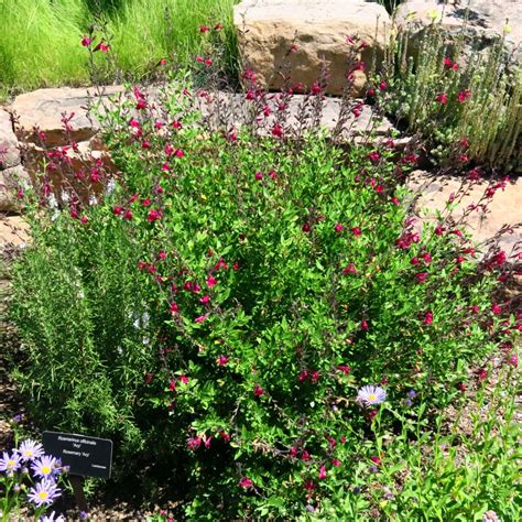 Salvia × greggii RASPBERRY DELIGHT® - Salvia RASPBERRY DELIGHT ...