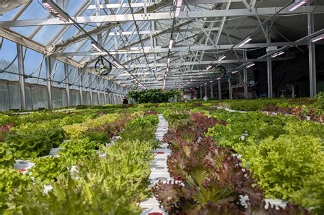 Greenhouse Agriculture 的图像结果