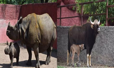 Hyderabad zoo welcomes one-horned rhino, gaur calves