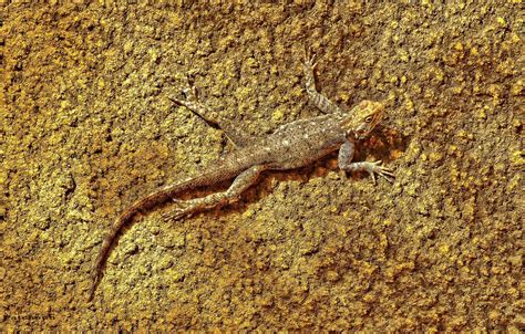 Wallpaper surface, texture, lizard, unnoticed, secretly for mobile and ...