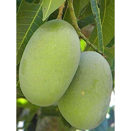 Langra Mnago Langda Mango King Of Mango Fiber Free Live Grafted Plant ...