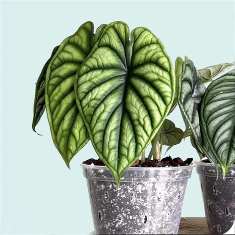 Alocasia Dragon Scale Live Plant (Alocasia baginda) – veliyathgardens