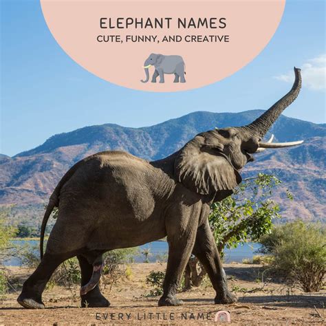 180+ Best Elephant Names (Cute, Funny, and Creative) - Every Little Name - cute names for elephants