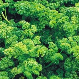 How to Use Fresh Curled Parsley 的图像结果